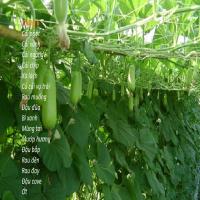 Tháng 6 trồng cây gì